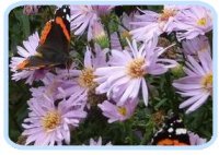 Butterflies on flowers in the IDEAs garden.