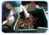 IDEAs garden staff  planting in soil.